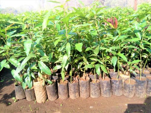 10-Tree seedling for dist